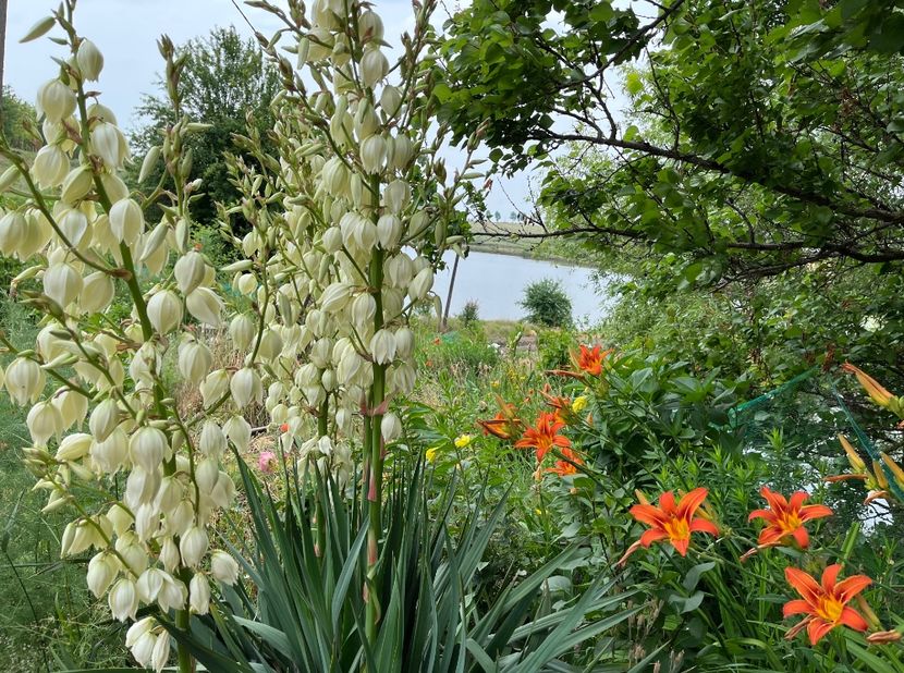 EA538063-33F6-4D66-94F3-1134E1E72BF8 - Hemerocallis 2021