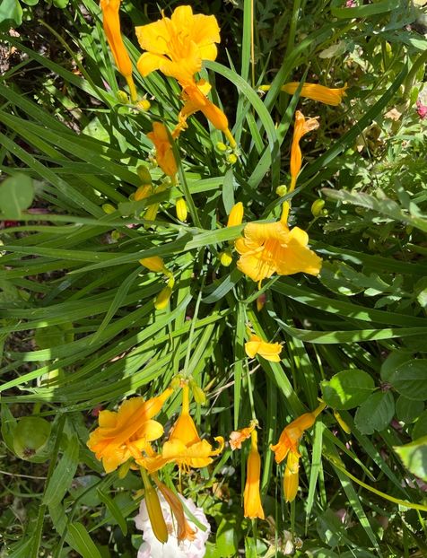 6E11D7D7-851A-4380-AFC1-D86C729628CC - Hemerocallis 2021