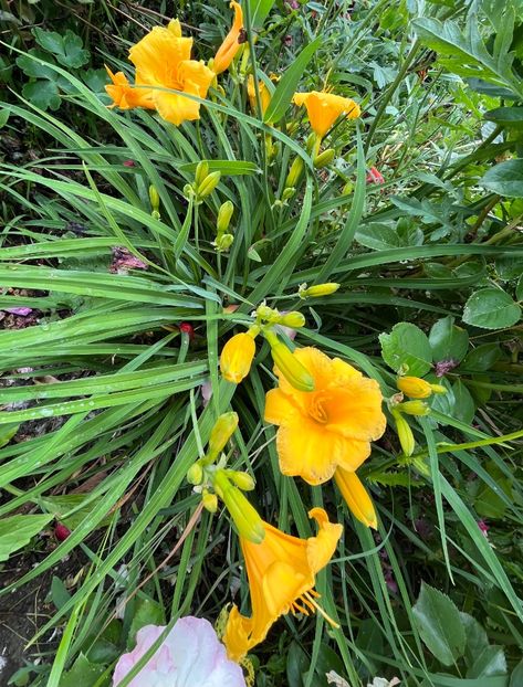 981F15EF-1E5F-49A8-9EA7-7A0594139952 - Hemerocallis 2021