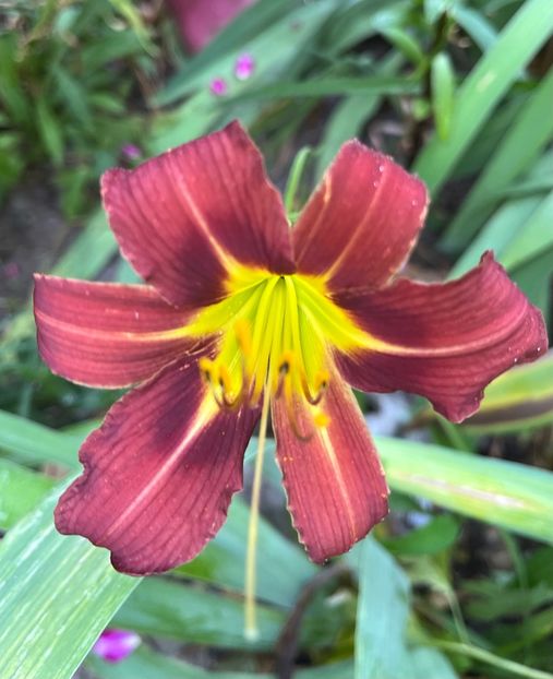 025F2EFF-91C6-4036-8846-D2CE04190F28 - Hemerocallis 2021