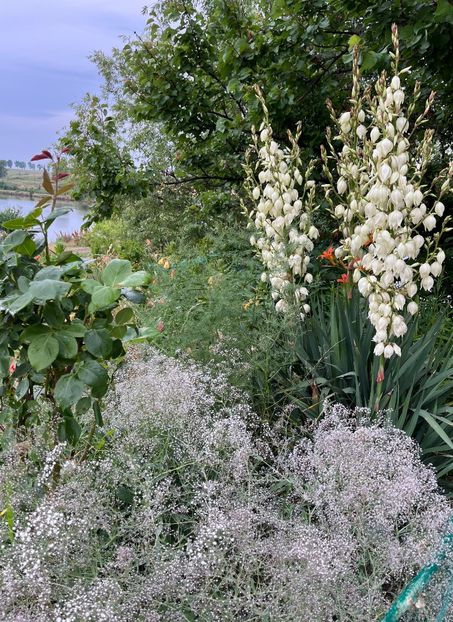 7AD69ED4-D7EC-4487-AC7E-CCA7A10A7649 - Arbuști 2021-2023