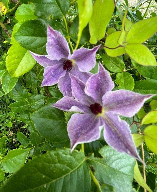 CD634D4F-EAC3-4A8D-A5F6-993277799CB8 - Clematite 2020-2023