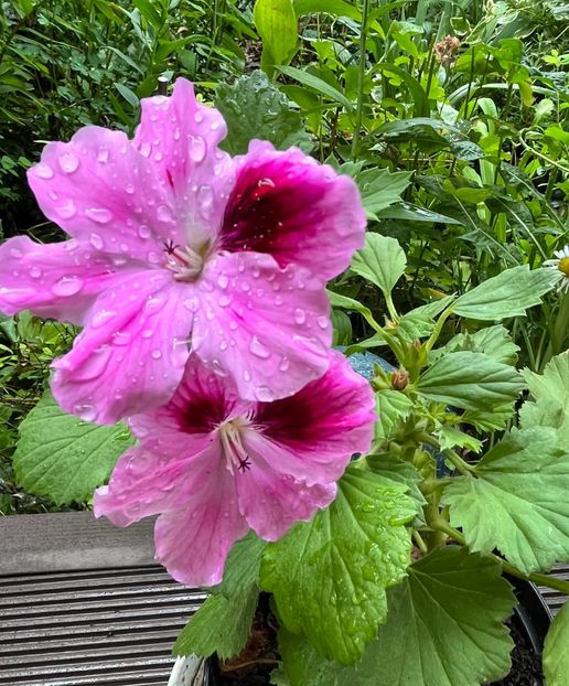 1B5AA054-E3B9-45FF-9000-754C977EDC47 - Muscate 2021 22