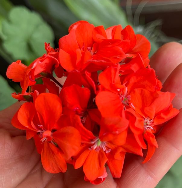 CC484F91-1842-43D7-853A-45AF745B2CD4 - Muscate 2021 22