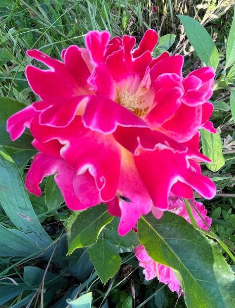 2E7F1E7A-2583-4583-87C6-8A5E6819CA3D - Trandafiri 2022 2