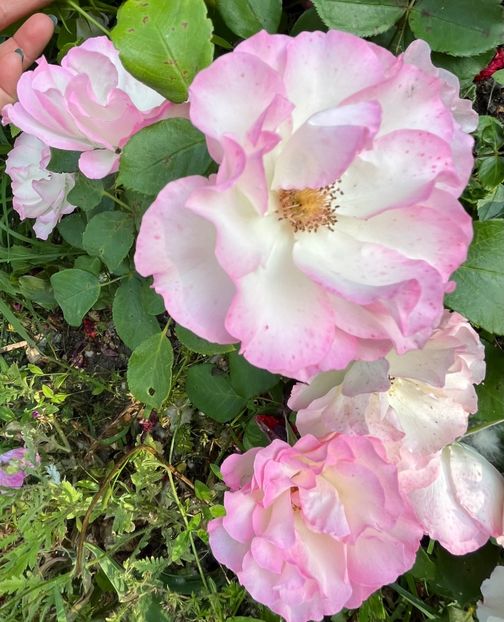 50806D10-8374-4217-A8DD-02FD69E17189 - Trandafiri 2022 2