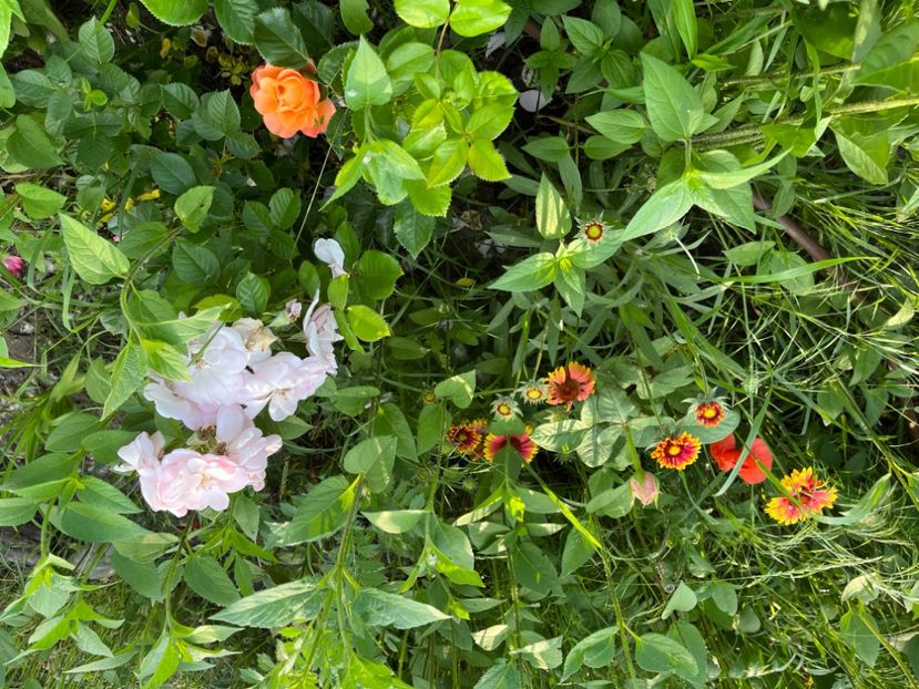 7491A092-DD5F-4DE0-9388-146E64885810 - Trandafiri 2022 2