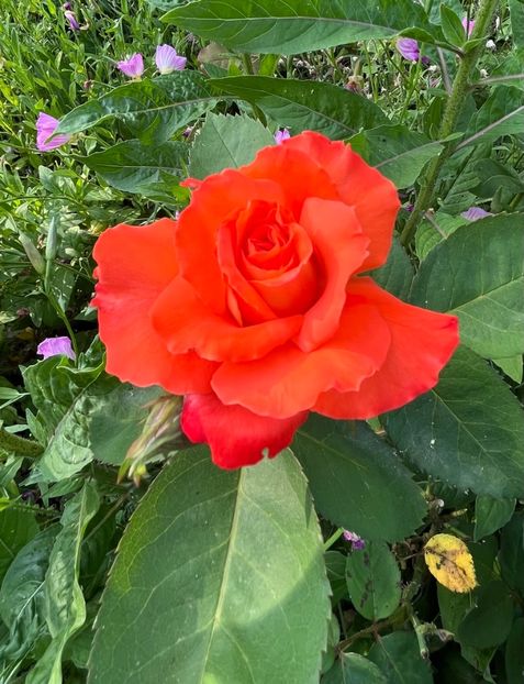 21EDD0B0-D332-4A06-A7E9-E1B71136A787 - Trandafiri 2022 2