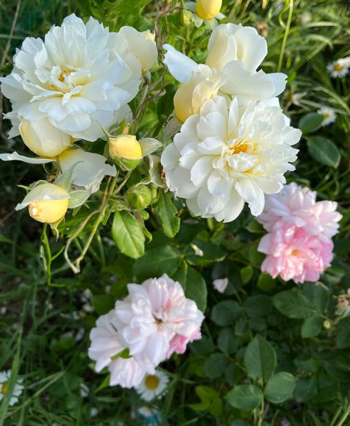 6C826838-7A34-43D6-9E7C-E31FB974CF46 - Trandafiri 2022 2