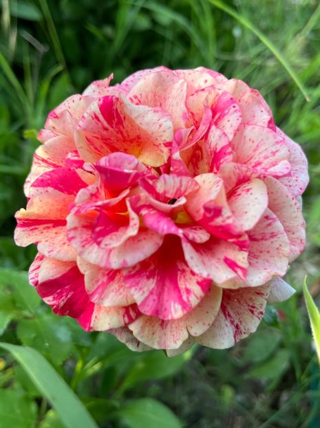 6A399660-5531-4231-9C8E-22F8FCADBE12 - Trandafiri 2022 2