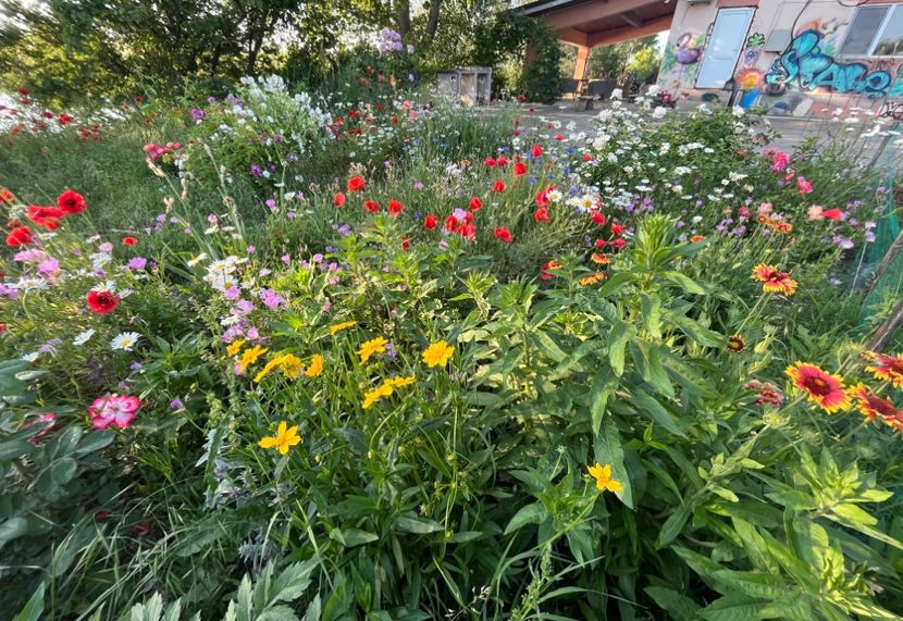 EBC03EB7-9867-4F6C-84F4-2DCF2108BD71 - Flori la balta 2022