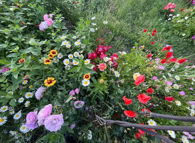 E73E8D45-50D6-478E-83CA-A9CF87810029 - Flori la balta 2022