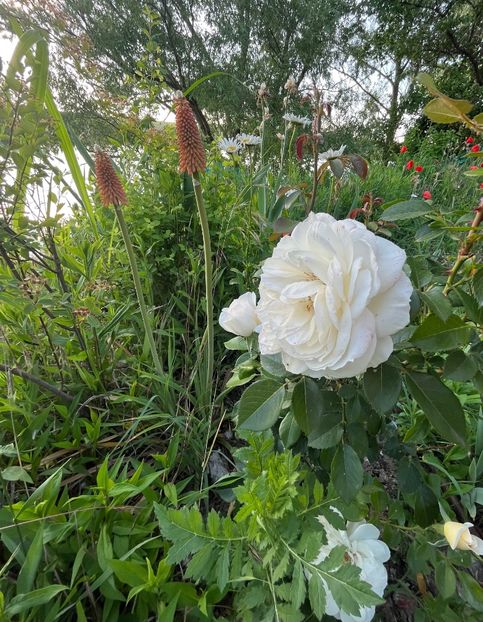 AA2C82E7-7791-4B05-A107-BA000767E439 - Flori la balta 2022