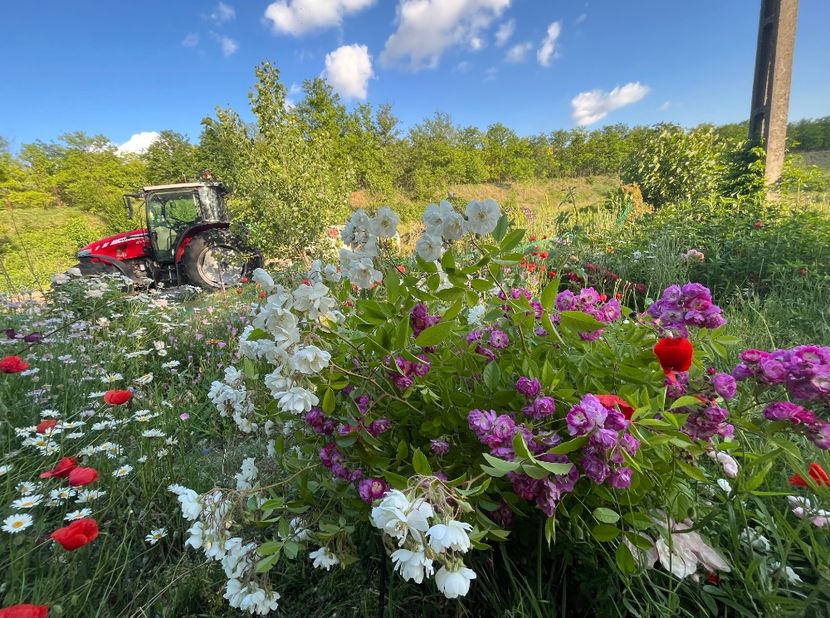 15E8304B-6962-4EEB-A8A1-32F0AD1B1F97 - Flori la balta 2022