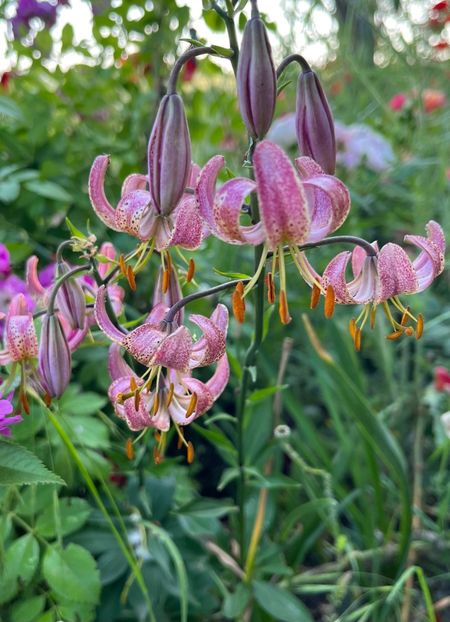 E1A19435-95CC-4BB2-936C-9EB75F834989 - Flori la balta 2022