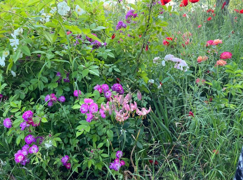 8F3D229D-7E21-46AD-BB7B-1C869C062B5B - Flori la balta 2022