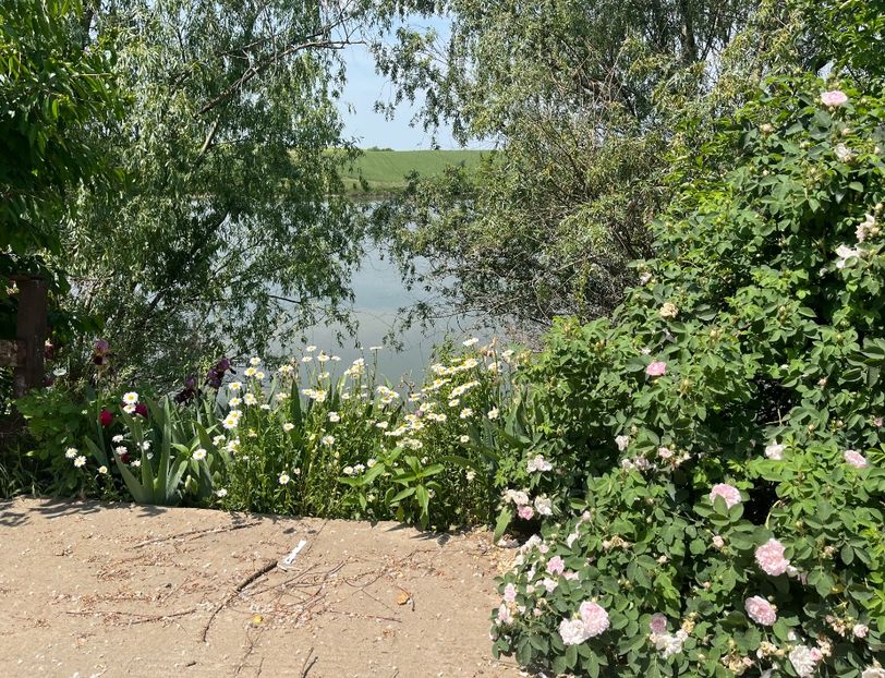 5F0ABFA8-8D06-4CF6-84B5-9C4CA2B45DD4 - Flori la balta 2022