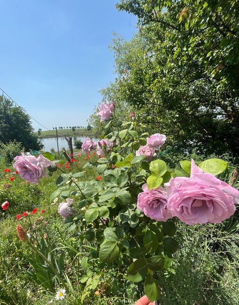 AA2FE4A7-8FCC-4E3A-B81C-B0FA53C9D3DE - Flori la balta 2022