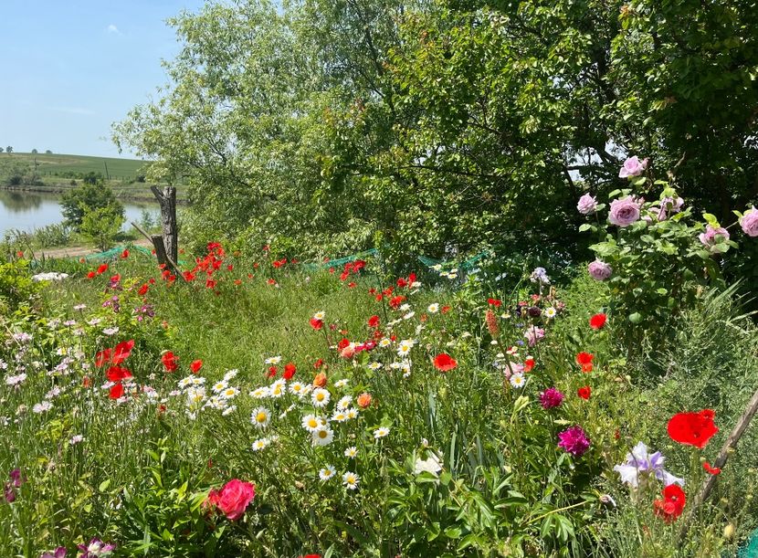 FB124B2F-7B74-4651-B662-51A0732B2E36 - Flori la balta 2022