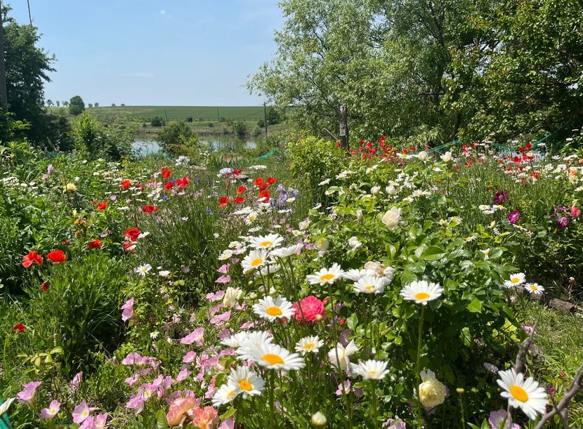 404F850E-47FC-4707-B129-EB4570C174FC - Flori la balta 2022