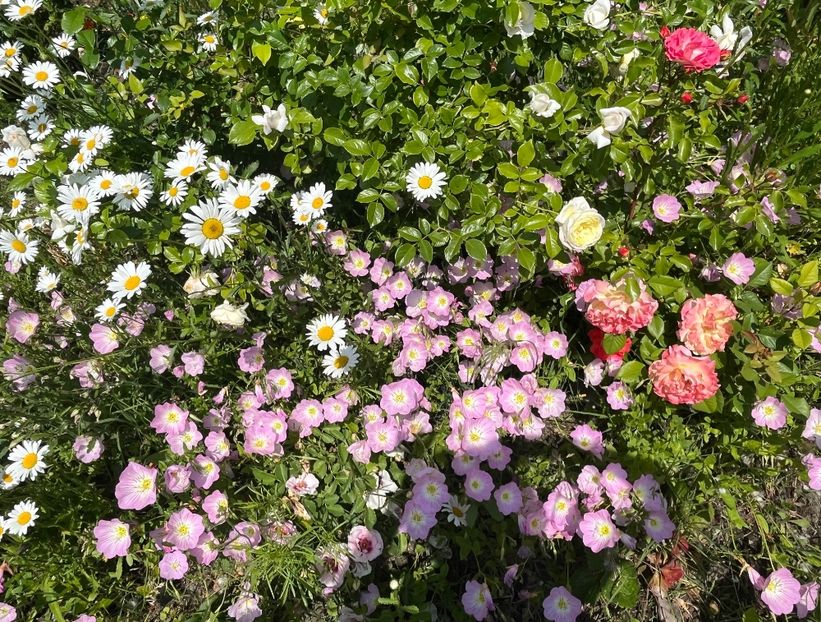 8E295D41-65E4-4F05-BF2E-C5BD854E1A31 - Flori la balta 2022