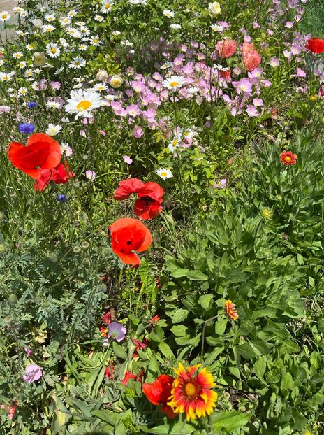 9C65017C-CE2B-41DB-BBBE-F010819541B1 - Flori la balta 2022