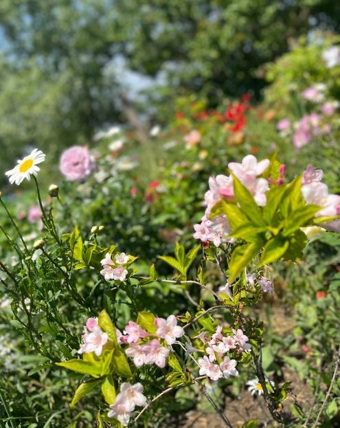 7D44B768-18F8-42AA-B86F-1EA7C63C340A - Flori la balta 2022