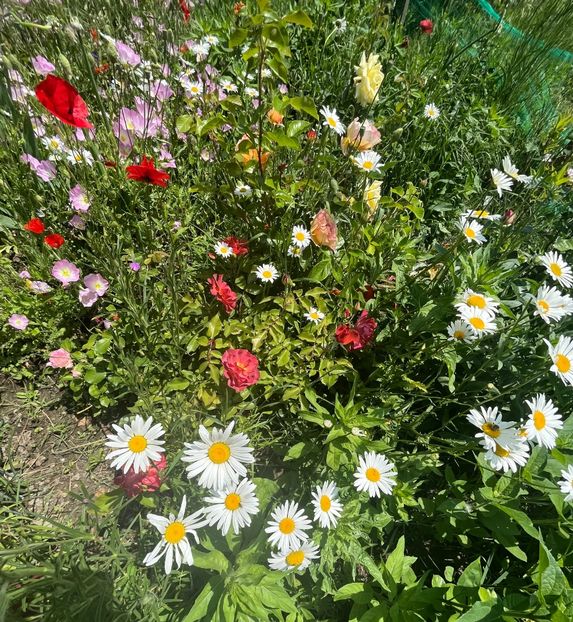 BDD01900-2B5A-48C7-BBA6-BF4A0271403B - Flori la balta 2022