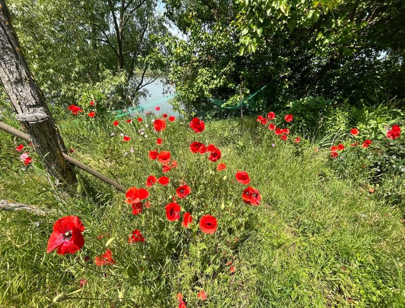 534FFF18-ED57-4EF9-8C45-81F55F6EFBF2 - Flori la balta 2022