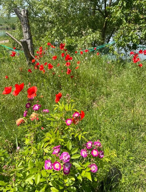 E419C662-AE5D-465F-B0BC-E5E497232EA8 - Flori la balta 2022