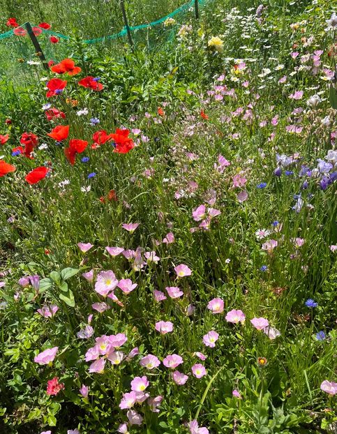 A57CB025-24AA-4D6C-A9EF-2F62C3641A5B - Flori la balta 2022