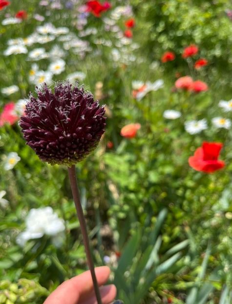 A91B8863-A274-48E9-93C5-E0F13E2733B2 - Flori la balta 2022