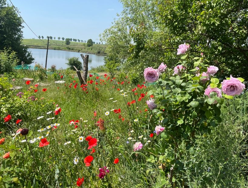 DBE1FC6E-0523-4C02-85C9-6692E43F617C - Flori la balta 2022