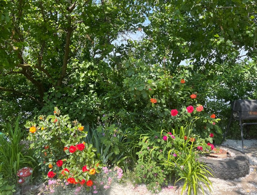 3AB5CA49-5148-431C-B064-571276AE3732 - Flori la balta 2022