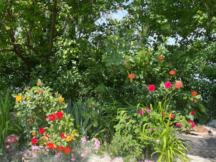 061F6CAA-C415-4376-B887-FBE4F995B448 - Flori la balta 2022