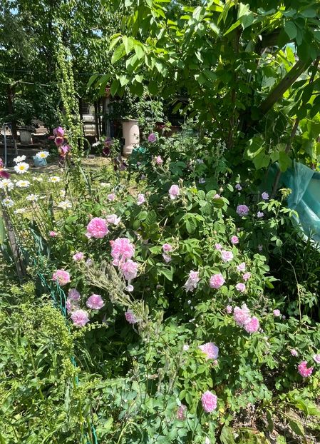 FB21176E-7CB0-43A1-AD7F-9FED80F5A87D - Flori la balta 2022