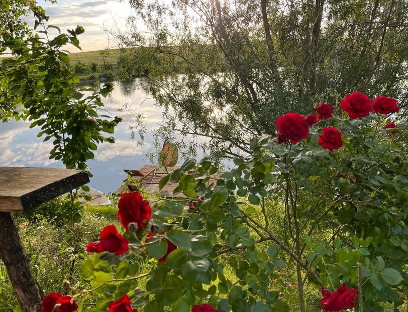 9DE38598-259D-4818-B864-E5B4A118F681 - Flori la balta 2022