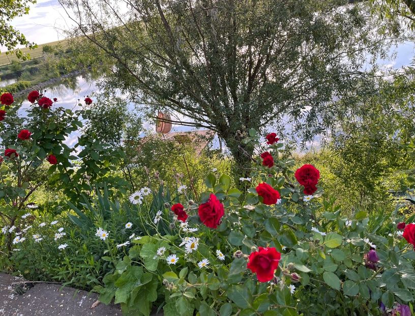 D8113835-28B9-460F-8A20-EB2F578731DD - Flori la balta 2022