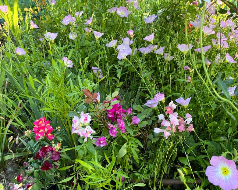 B2E5F99E-AC63-4F2E-A03D-47E09BF8E705 - Flori la balta 2022