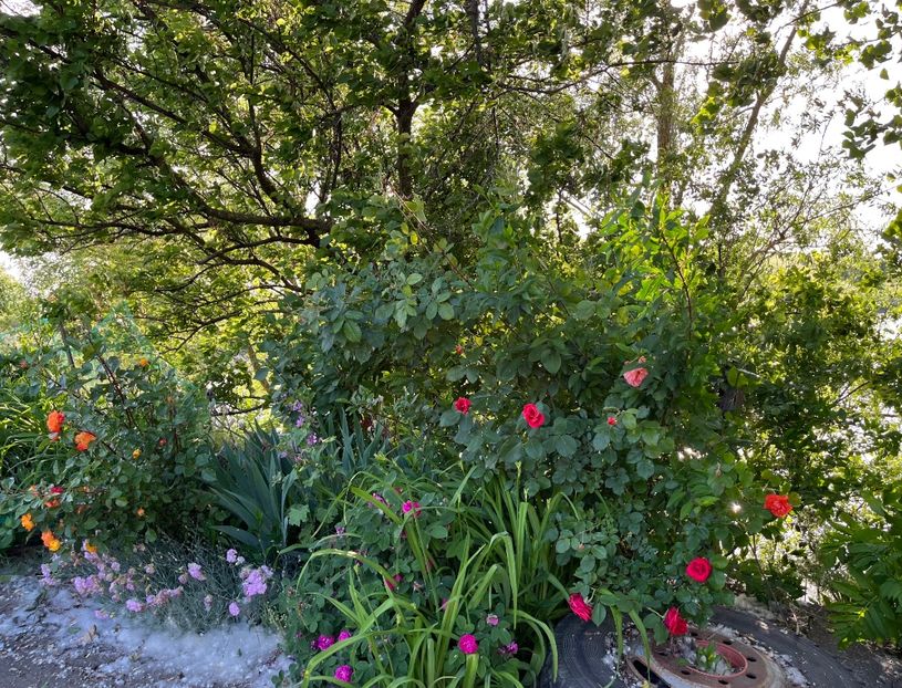 583EDDDB-C816-417B-B8E2-859D4AAC03CE - Flori la balta 2022