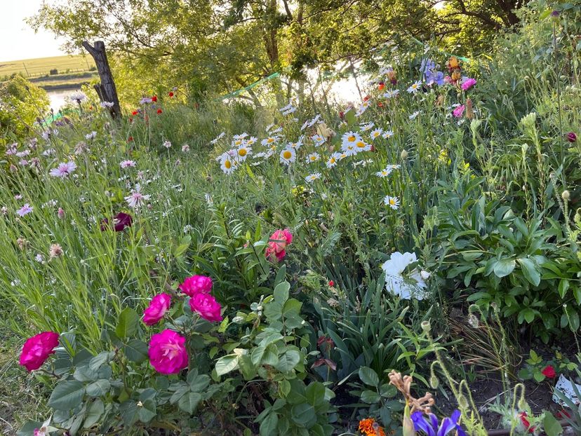 6CB7CD32-B2B1-4324-AFD2-40EF4EE64D87 - Flori la balta 2022