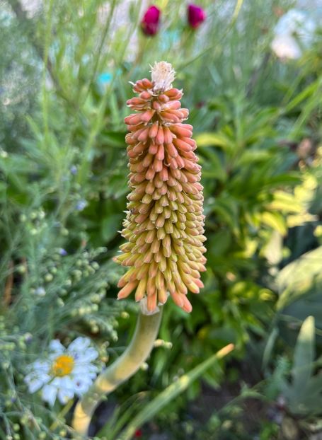 6614068F-5703-414A-9EAD-3D482962C4FE - Flori la balta 2022