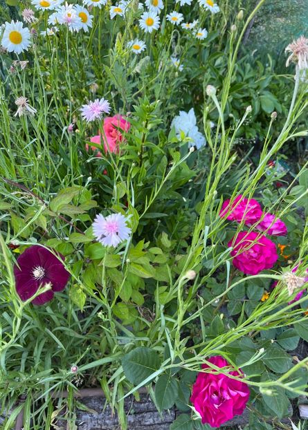 97BF65ED-97B4-4BBE-81ED-269C2E9B1A16 - Flori la balta 2022