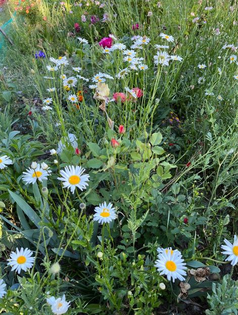 A158E19B-01DE-4170-B630-02D7EB09B795 - Flori la balta 2022