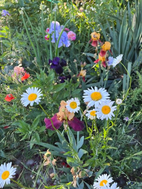 9F87AB6D-A526-48A5-901E-9C3BEF6C7980 - Flori la balta 2022