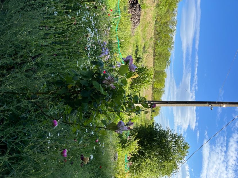 5AB6F691-25DE-4ADE-A473-BC5D498AEC29 - Flori la balta 2022