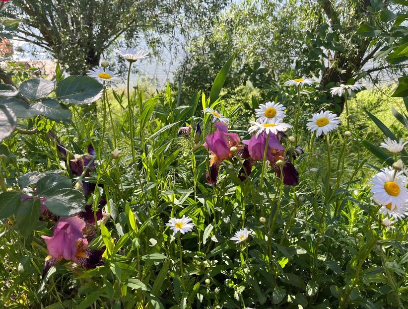 3F381CA6-26BA-4D8D-B00E-FD5CA263C4BC - Flori la balta 2022