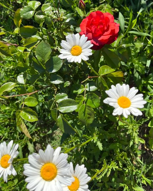 58C44C2C-DA97-49D0-AB9A-0F936EBE0BC7 - Flori la balta 2022