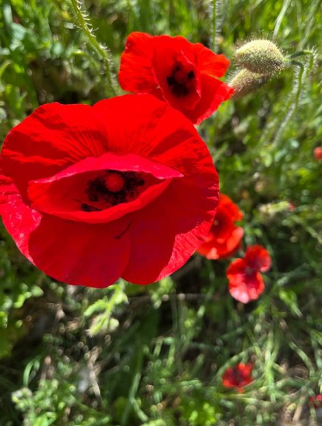 EAEC004D-A98E-4E11-9FBF-3BEEDC725775 - Flori la balta 2022