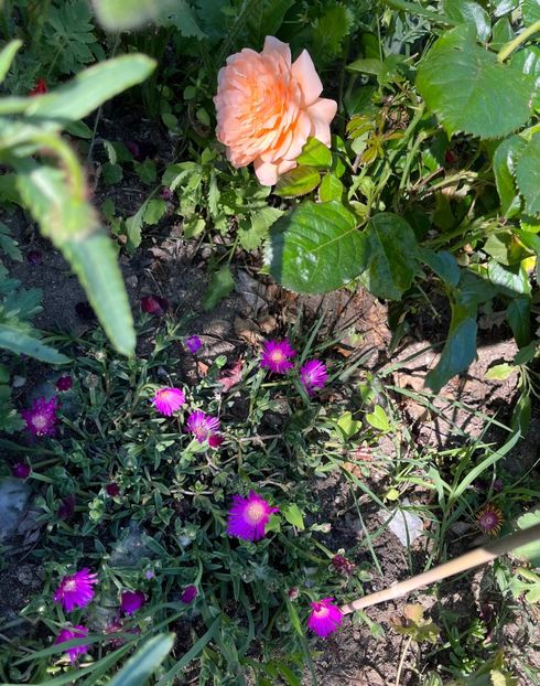 07F33F3C-24E9-4BAD-B264-9AB1EF30EB1A - Flori la balta 2022